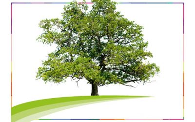 Der OC-Baum